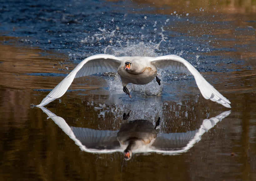 无人,横图,室外,特写,白天,水,野生动物,天鹅,英国,溅,反射,飞,摄影,拍打,疣鼻天鹅,彩图