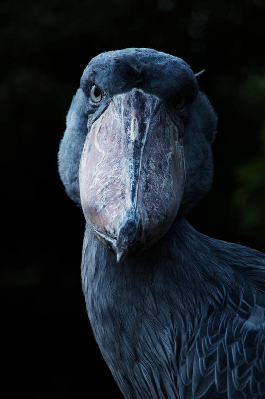 无人,竖图,特写,野生动物,东京,日本,黑色背景,鸟类,首都,动物,摄影,肖像,喙,靴嘴鹳,彩图,影棚拍摄