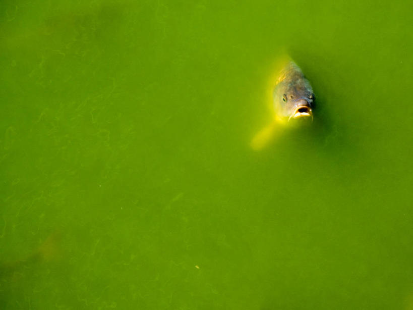 无人,横图,室外,白天,鲤鱼,法国,鱼类,绿色,摄影,死水,彩图,维朗德里