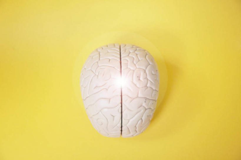 脑,无人,横图,智慧,英国,黄色背景,一个,模型,摄影,单个,解剖,人体结构,彩图,影棚拍摄,剖解
