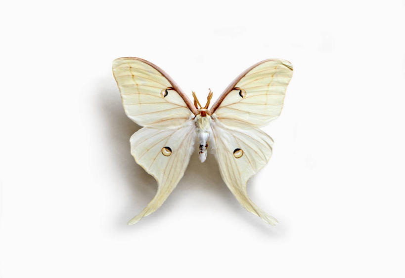 无人,横图,俯视,白色背景,美景,景观,白色,自然,景色,摄影,蛾,自然风光,彩图,高角度拍摄,影棚拍摄