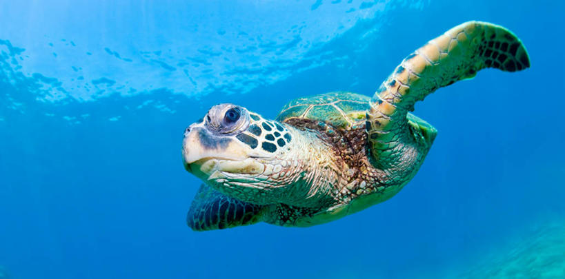 游泳,无人,横图,全景,水下,海洋,水,美国,自然,摄影,绿蠵龟,夏威夷群岛,太平洋岛屿,彩图,毛伊岛