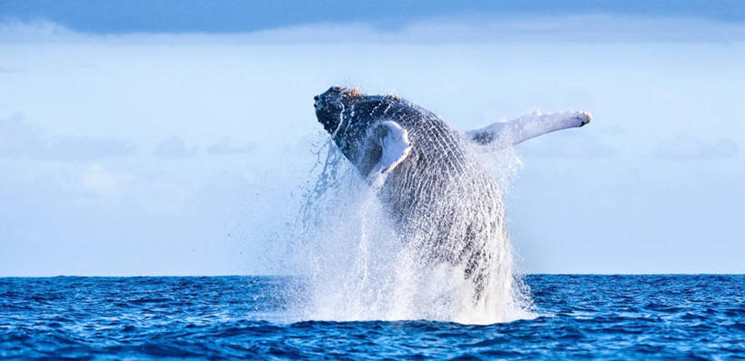 无人,横图,全景,海洋,美国,溅,水平线,云,天空,摄影,鲸,夏威夷群岛,驼背鲸,太平洋岛屿,彩图,毛伊岛