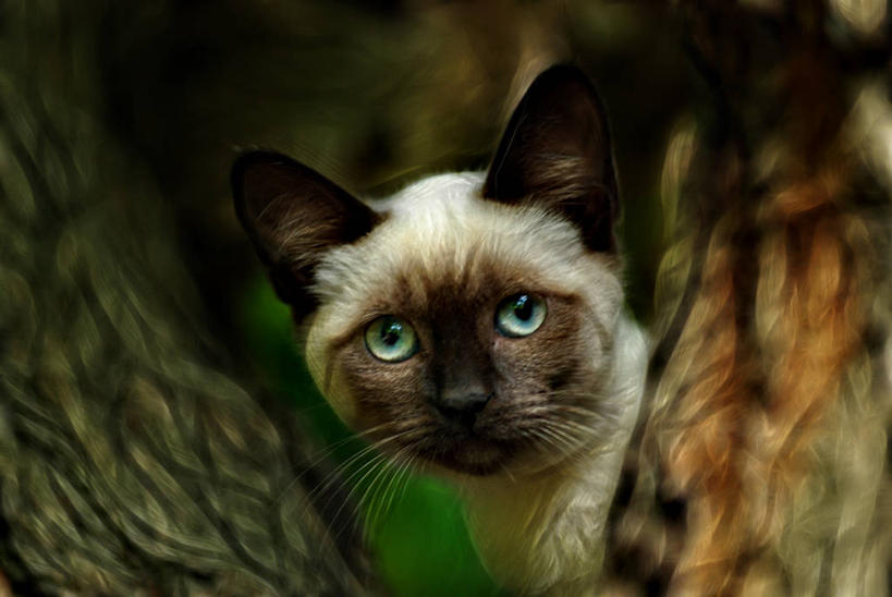 无人,横图,室外,特写,白天,猫,西班牙,暹罗猫,首都,家畜,摄影,肖像,机敏,彩图