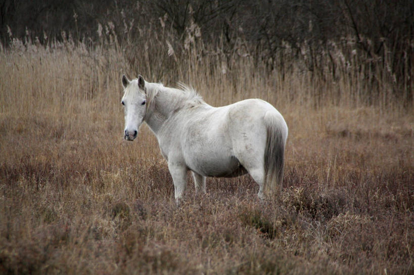 无人,站,横图,室外,白天,植物,马,野生动物,英国,冬天,树,自然,动物,摄影,沼泽,肖像,小马,汉普郡,彩图