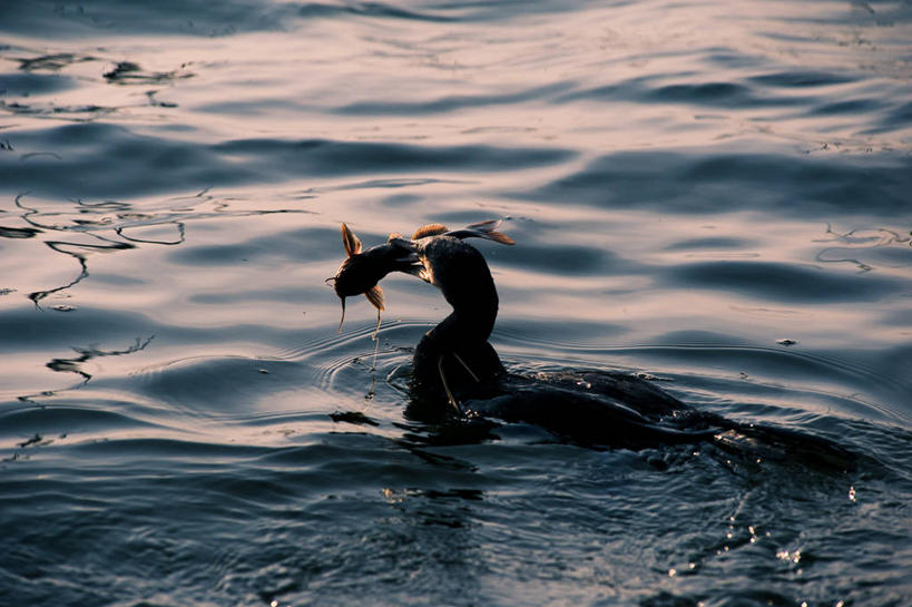 游泳,无人,横图,室外,白天,野生动物,洞庭湖,波纹,反射,鸬鹚,鸟类,鱼类,动物,两只,摄影,接,岳阳,湖南省,彩图
