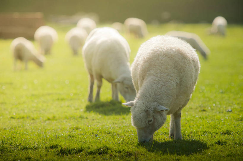 无人,站,吃,横图,室外,白天,新西兰,羊群,草,自然,家畜,摄影,牲畜,绵羊,彩图