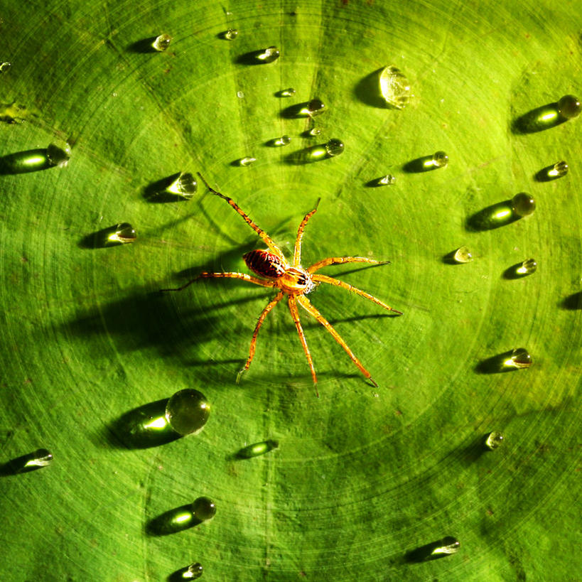 无人,公园,方图,室外,特写,白天,野生动物,叶子,泰国,亚洲,蜘蛛,水滴,绿色,摄影,东南亚,纯净,泰王国,彩图,暖武里府