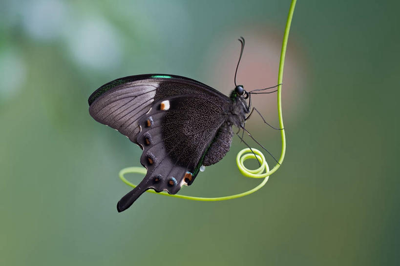 无人,横图,室外,特写,白天,侧面,野生动物,蝴蝶,西班牙,巴塞罗那,昆虫,动物,摄影,脆弱,蛾,嫩枝,彩图