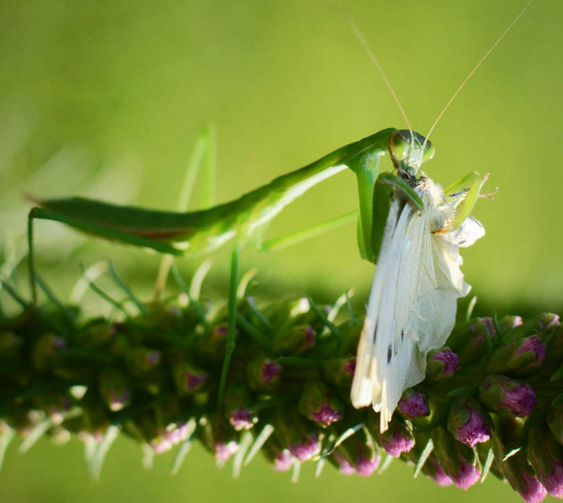 无人,横图,室外,白天,野生动物,美国,昆虫,螳螂,花,动物,两只,摄影,饥饿,彩图,饿