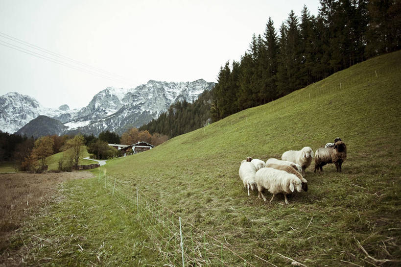 无人,站,横图,室外,白天,美景,山,山脉,德国,房屋,地形,景观,篱笆,羊群,草,天空,自然,景色,摄影,牲畜,自然风光,贝希特斯加登,绵羊,彩图