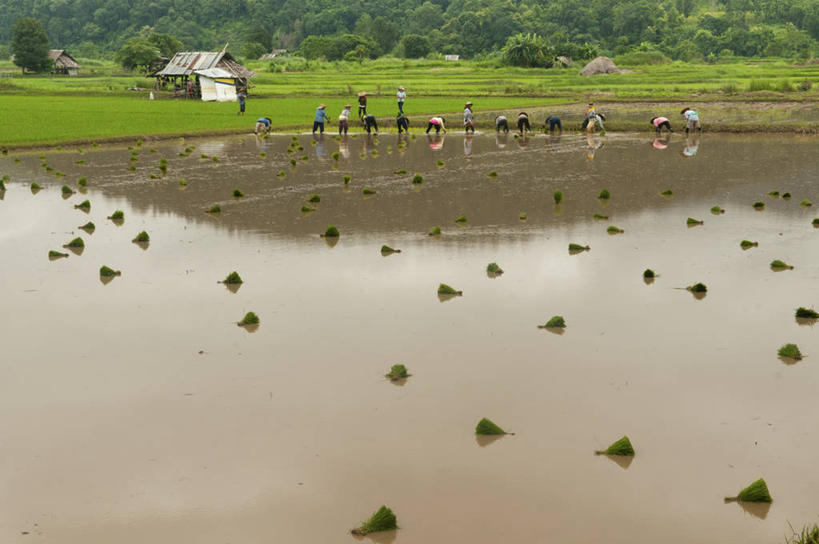 横图,室外,白天,团队,农业,美景,水,泰国,亚洲,弯腰,种植,工作,反射,稻田,景观,树,自然,景色,摄影,东南亚,生长,自然风光,努力,泰国文化,泰王国,湄宏顺府,夜丰颂府,彩图