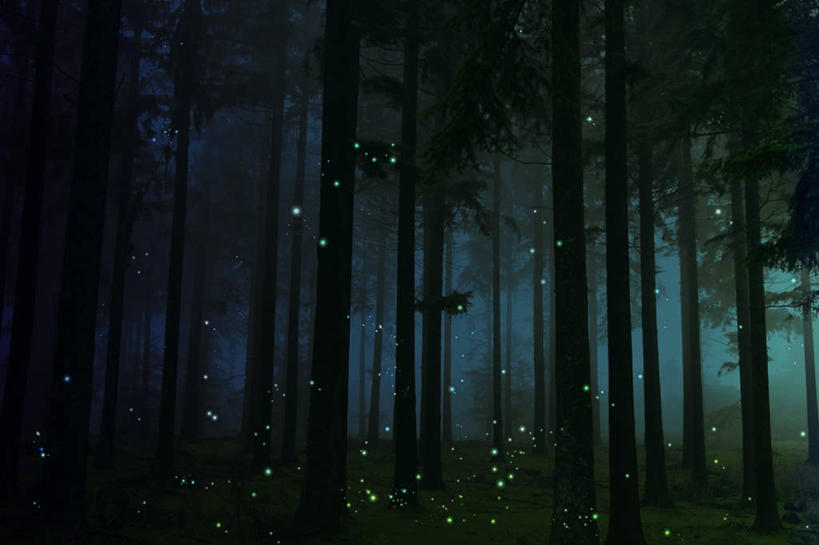 无人,横图,室外,白天,旅游,度假,神秘,美景,森林,野生动物,英国,昆虫,天牛,景观,娱乐,草,树,树干,自然,动物,享受,休闲,景色,放松,摄影,生长,宁静,自然风光,益虫,萤火虫,彩图