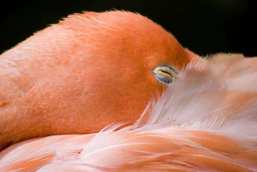 无人,横图,特写,野生动物,羽毛,美国,黑色背景,火烈鸟,鸟类,动物,摄影,部分,水禽,阿拉巴马州,睡觉,彩图,影棚拍摄