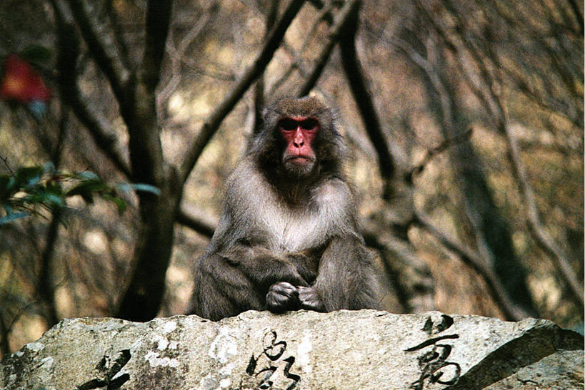 无人,坐,横图,室外,白天,山,野生动物,猴子,日本,树,摄影,大阪府,彩图