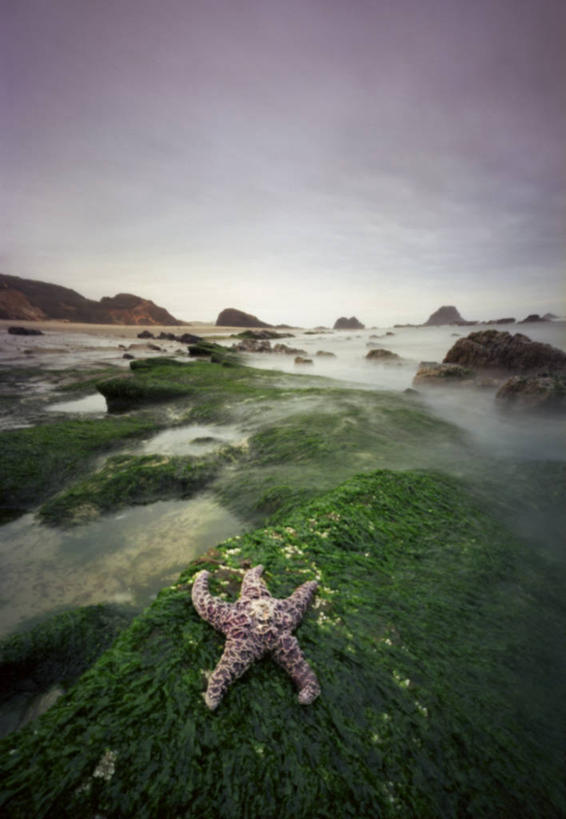无人,竖图,室外,海洋,海星,美国,苔藓,风景,黄昏,星形,摄影,俄勒冈州,海滩,彩图,潮水坑