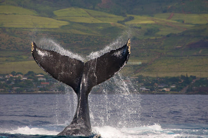 无人,横图,室外,特写,白天,海洋,美国,溅,地形,摄影,鲸,夏威夷群岛,驼背鲸,太平洋岛屿,彩图