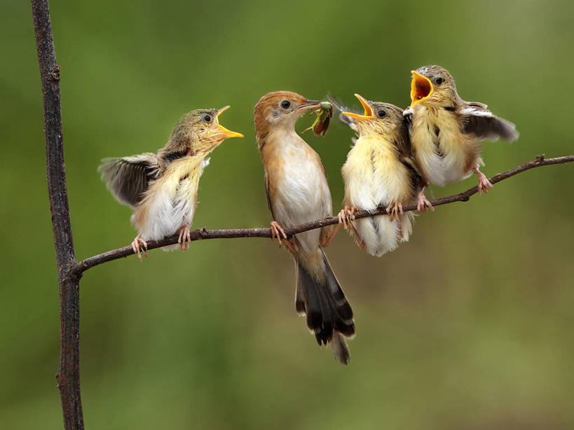 无人,横图,室外,白天,运动模糊,野生动物,印度尼西亚,四只,鸟类,昆虫,枝,首都,小鸟,动物,张嘴,摄影,叼着,张大嘴巴,喂养,雅加达,张开嘴,彩图
