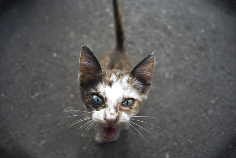 无人,横图,俯视,室外,特写,白天,猫,西班牙,生气,向上看,家畜,摄影,彩图,高角度拍摄,晕影