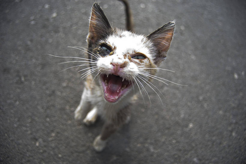 无人,横图,俯视,室外,白天,宠物,猫,西班牙,生气,张嘴,家畜,摄影,肖像,张大嘴巴,张开嘴,彩图,高角度拍摄