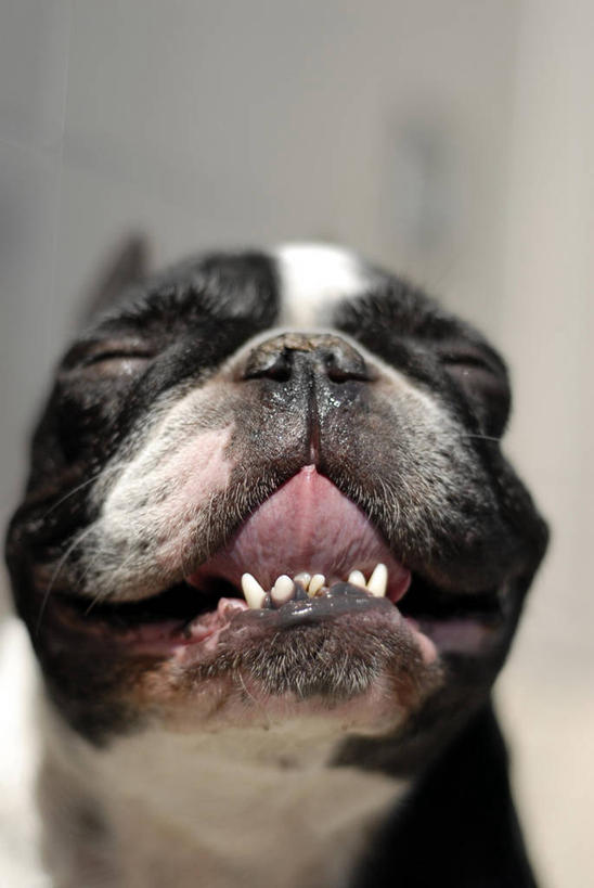 无人,竖图,室内,特写,宠物,狗,西班牙,斗牛犬,张嘴,家畜,摄影,部分,张大嘴巴,巴伦西亚省,张开嘴,闭着眼睛,彩图