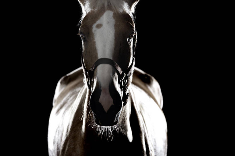 无人,横图,特写,马,野生动物,哈萨克斯坦,黑色背景,摄影,肖像,阿拉木图,彩图,影棚拍摄