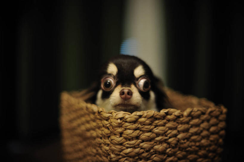 无人,横图,室内,特写,宠物,狗,东京,日本,篮子,首都,家畜,凝视,摄影,部分,肖像,彩图,好奇心