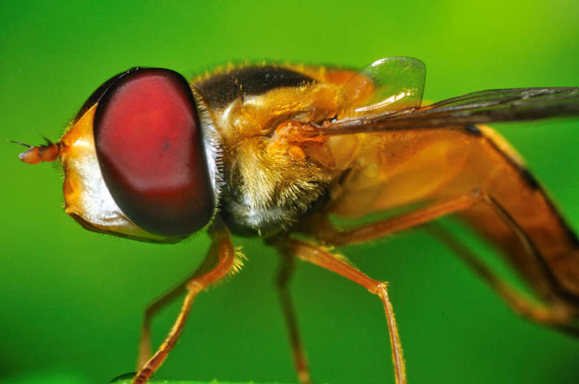 无人,横图,微距,野生动物,马来西亚,绿色背景,昆虫,休息,摄影,食蚜蝇,彩图,影棚拍摄