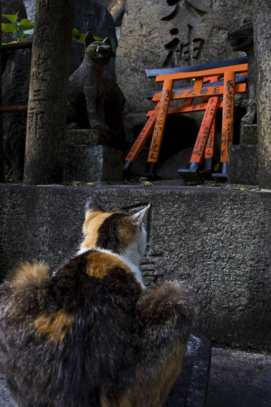 无人,坐,竖图,室外,白天,宠物,猫,雕塑,日本,日本文化,标志,文字,字符,字母,大门,日本料理,标识,背面,动物,家畜,摄影,宗教,京都府,神殿,腐皮卷,伏见区,彩图
