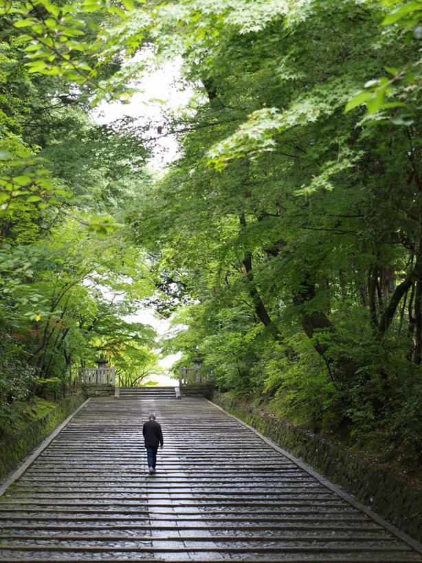 成年人,一个人,竖图,室外,白天,楼梯,日本,仅一个男性,树,背面,自然,摄影,宗教,京都府,上升,京都市,步行,彩图