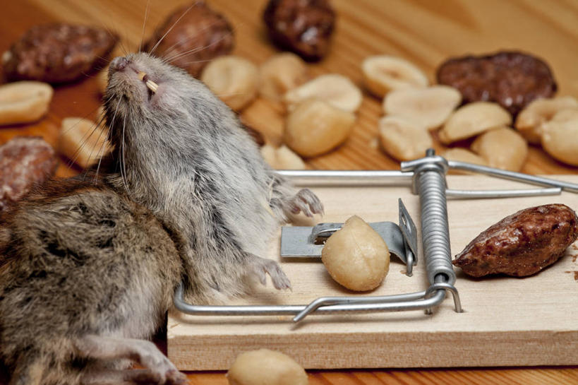 无人,横图,室内,特写,挪威,摄影,捕鼠器,鼠,死亡,哈默菲斯特,彩图