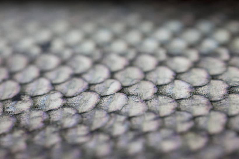 无人,横图,背景,微距,挪威,鱼类,摄影,海产,彩图,全画面,全框架,全帧,全画幅