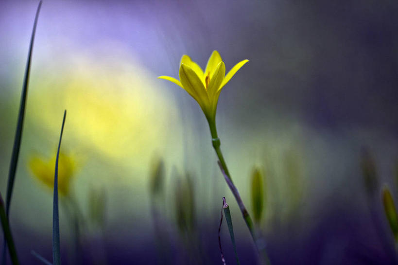 无人,横图,室外,特写,白天,日出,印度,花,花瓣,黄色,自然,摄影,脆弱,清新,泰米尔纳德邦,彩图