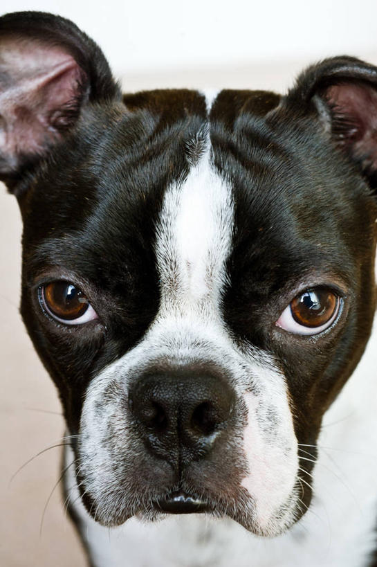 无人,竖图,室内,特写,白天,宠物,加拿大,小的,摄影,彩图,波士顿猎犬