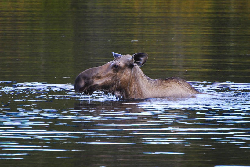 无人,横图,室外,白天,湖,美国,湿,反射,家畜,摄影,驼鹿,母牛,彩图