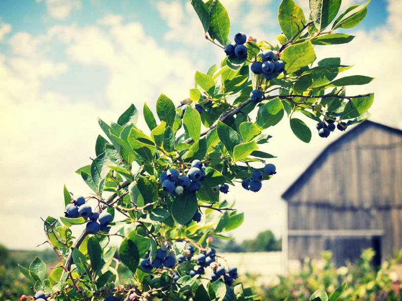 无人,农场,横图,室外,特写,白天,蓝莓,加拿大,吊挂,悬挂,房屋,云,挂,天空,自然,摄影,生长,农舍,彩图