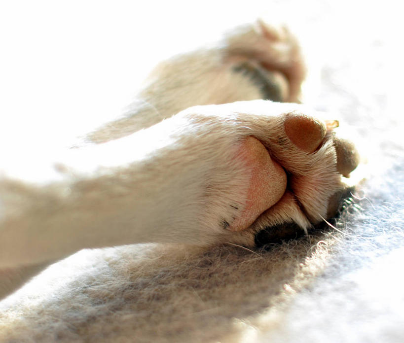 无人,横图,室外,特写,白天,宠物,狗,加拿大,光,爪子,动物,家畜,放松,摄影,部分,彩图