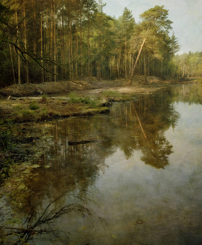 无人,竖图,室外,松树,英国,反射,池塘,黎明,树,天空,自然,摄影,宁静,萨里市,彩图