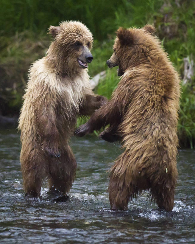 无人,站,竖图,室外,白天,植物,野生动物,熊,美国,动物,两只,面对面,摄影,彩图