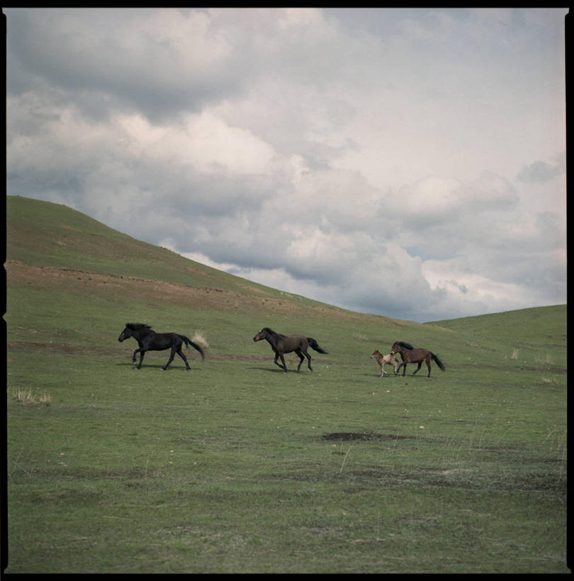 无人,跑,竖图,室外,白天,侧面,山,马,野生动物,四只,地形,云,自然,摄影,夏河,彩图