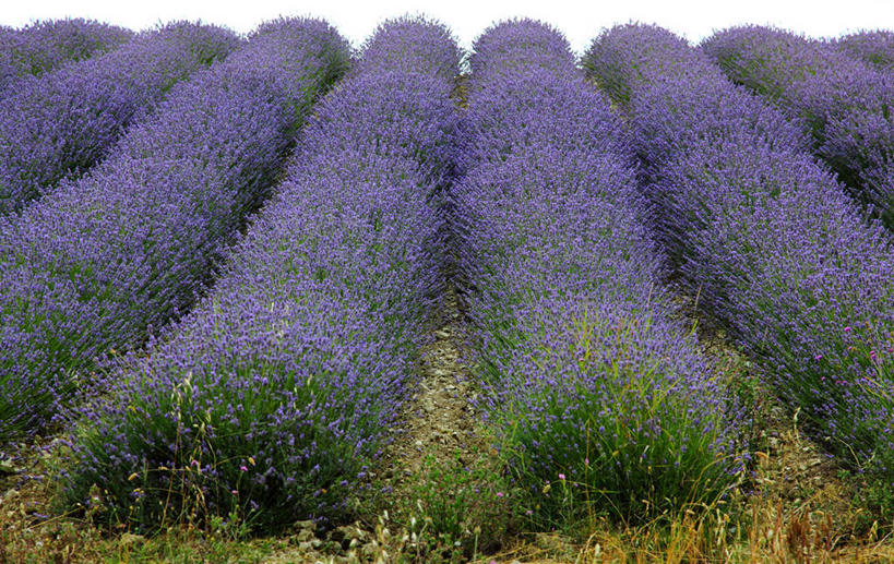 无人,横图,室外,白天,爱情,美景,植物,意大利,一排,整齐,景观,田地,首都,浪漫,排列,风景,自然,香草,薰衣草,景色,摄影,生长,灌木,宁静,队列,自然风光,呼吸,灵香草,黄香草,奇迹,安科纳,彩图