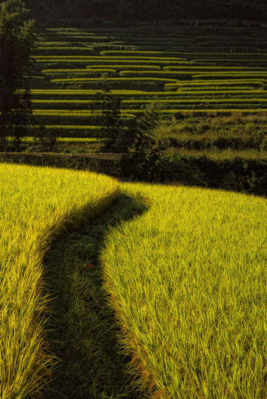 无人,竖图,室外,白天,农业,植物,日本,稻田,田地,自然,摄影,生长,宁静,彩图,单行道