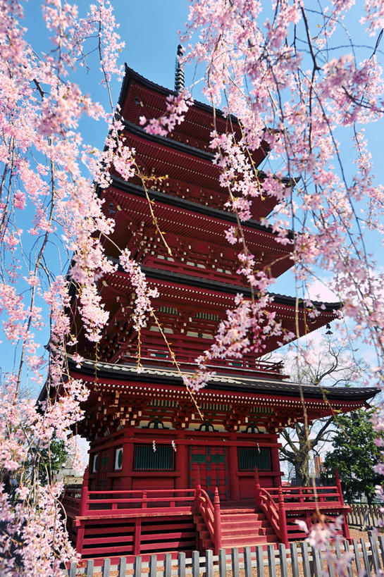 无人,竖图,室外,白天,楼梯,建筑,樱花,日本,日本文化,篱笆,云,枝,宝塔,花,树,粉色,天空,摄影,宗教,佛教,青森县,弘前,彩图,樱之花