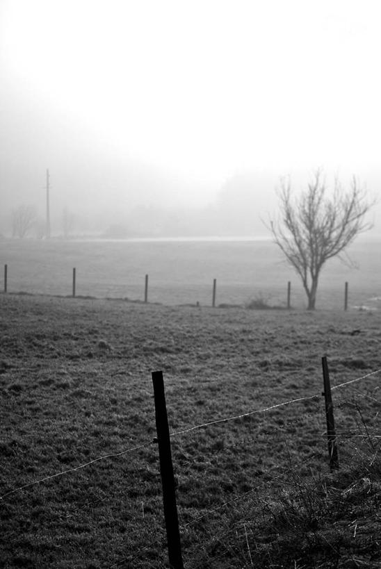 无人,竖图,黑白,室外,雾,挪威,欧洲,地形,篱笆,田地,天气,树,自然,摄影,保护,宁静,斯堪的纳维亚,北欧,斯堪的那维亚,斯堪的那维亚半岛,斯堪的纳维亚半岛,挪威王国,罗加兰,罗加兰郡
