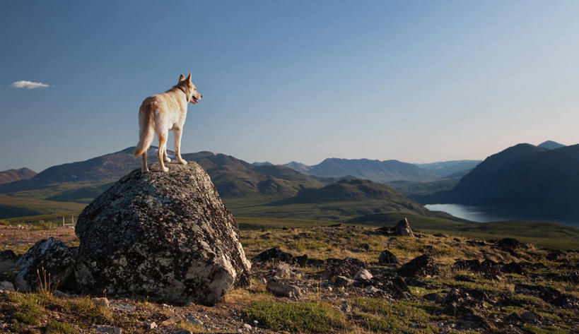 无人,站,横图,室外,白天,湖,山,山脉,雪,狗,加拿大,冬天,草,天空,自然,动物,家畜,摄影,宁静,育空地区,怀特霍斯,岩石,彩图