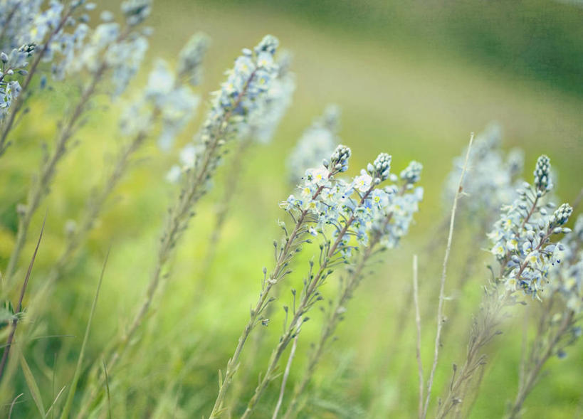 无人,横图,室外,白天,田地,茎,野花,草,花,绿色,自然,摄影,生长,脆弱,清新,彩图