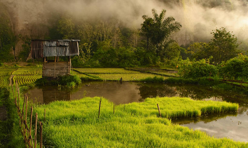 无人,横图,室外,白天,农业,美景,雾,印度尼西亚,反射,房屋,稻田,景观,篱笆,田地,天气,树,自然,景色,摄影,生长,宁静,自然风光,苏门答腊岛,水坑,农舍,彩图