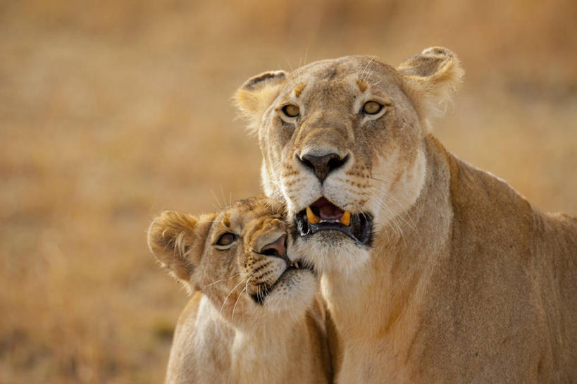 无人,横图,室外,特写,白天,野生动物,狮子,肯尼亚,擦,动物,两只,摄影,彩图,动物行为