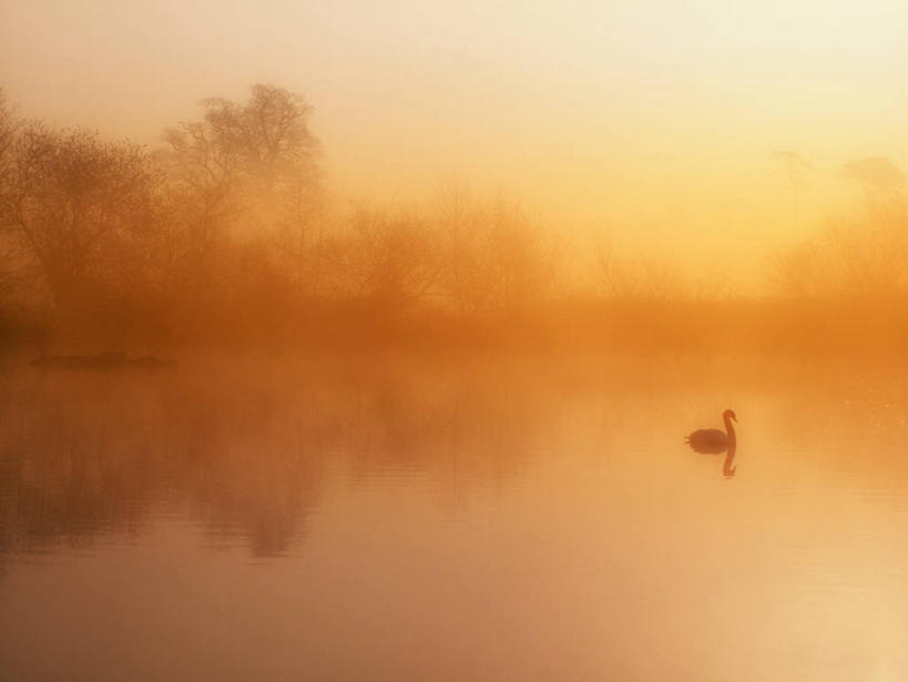 无人,横图,室外,湖,雾,野生动物,天鹅,英国,反射,鸟类,黎明,树,天空,自然,摄影,宁静,沼泽,波克夏,彩图