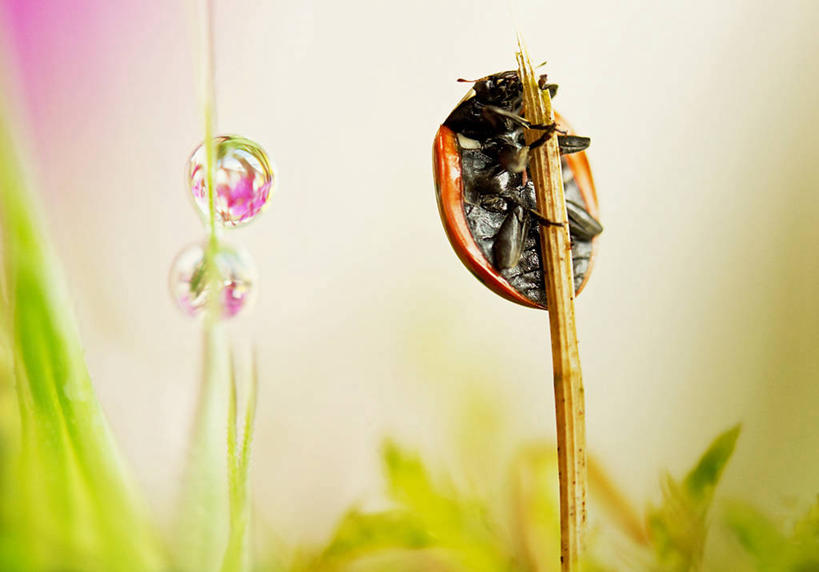 无人,横图,室外,特写,白天,植物,野生动物,瓢虫,叶子,英国,鸟类,昆虫,天牛,水滴,茎,自然,摄影,清新,甲虫,彩图,哈特菲尔德